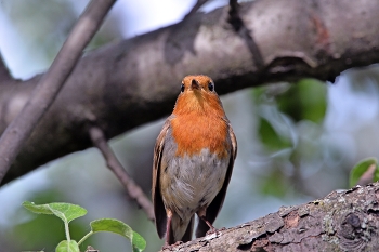 Зарянка / лето, птицы