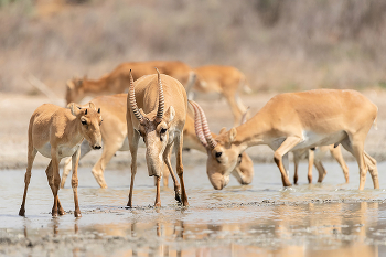 Наступает жара / Наступает жара