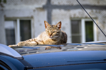 Греется / Кот на крыше авто