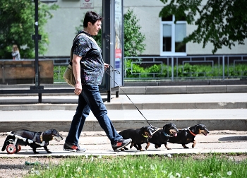 Таксы / Таксы