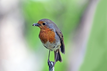 Зарянка / лето, птицы
