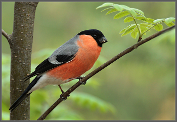 Муж мадам Снегирёвой / Сама мадам фотографироваться не пожелала