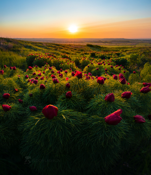 Белгородская степь / Цветение на рассвете. 
Цветёт пион узколистный, или пион тонколистный, или воронец. В Красной Книги России. 
Ровеньский район. Май, 2022 года. 
Из нового фотопроекта "Земля Белгородская».
