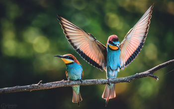 Я тут присоседюсь... / Золотистые щурки на присаде у гнездовья.