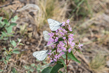 На обеде / лето , цветы , бабочки