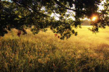Солнечно / ***