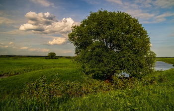 Ну вот и лето .. / 04 июня 2022 года. пойма реки Клязьмы у города Дрезна, Восток Подмосковья.