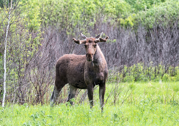 лось трёхлетка.. / повезло, вышел из-за кустов, деревьев.. с ним были ещё три лося (точнее - одна из них лосиха .. ой,.. их называют коровами, а лосей - самцов - быками) .. так мне объяснили.. снято на болотах Омской области Муромцевского р - на.. вчера. мне повезло второй раз, в первый - год назад, тоже попался любопытный прошлогодка.. смеюсь, может, это всё тот же - любопытный! остальные не вышли позировать, а побежали вслед за вожаком за кустами.
чуть не забыла пояснить: у них, наверное, линька только начинается, потому такие пушистые, а у коровы линька уже в разгаре, потому не очень фотогенична, а я рада такой встрече, даже счастлива! мы искали лосей по болотам с пятницы.. повезло в самый последний час фотоохоты.
