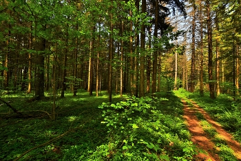 "Полдень раннего июня был в лесу ..." / "Полдень раннего июня
 Был в лесу, и каждый лист,
 Полный, радостный и юный,
 Был горяч, но свеж и чист ...
 И в истоме птицы смолкли, 
 Светлой каплею смола
 По коре нагретой елки,
 Как слеза во сне текла ..."
 А.Твардовский