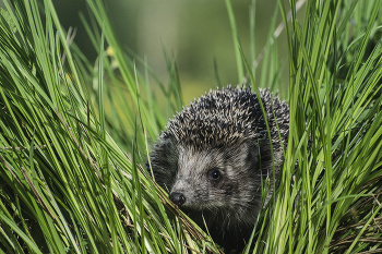 В высокой траве / Ёж. Россия. Тульская область. Ленинский район. Архангельское.