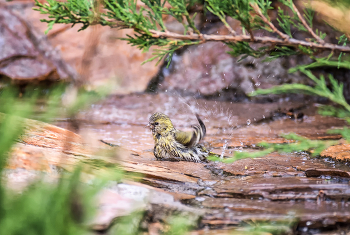 Чижик купается.. / плюхается от души.. 
серия снимков, а здесь выбрала этот.