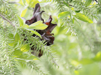 &nbsp; / Весенние противоречия
