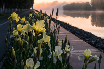 Городские цветы / Городские цветы