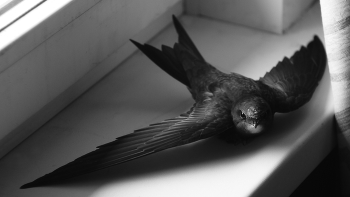 Залётный. / Вы выпускали когда-нибудь стрижа на волю?
Гелиос-44-2 СССР.