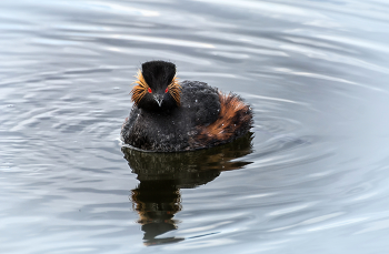 Черношейная поганка / когда-то обрабатывала этот снимок, но, захотела вновь его обработать, т. к. чему-то научилась за это время.