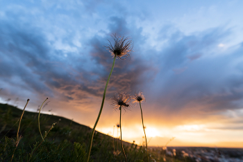 Закат / Сон-трава отцвела на склоне Титовской сопки, Чита