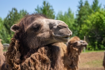 &nbsp; / Корабли Забайкальских степей.