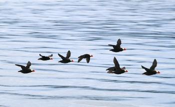 Над морской гладью / Камчатка