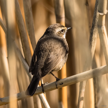 &nbsp; / Варакушка (Luscinia svecica). Самка