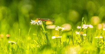 &nbsp; / frühe Adonislibelle, macht eine pause auf den Gänseblümchen