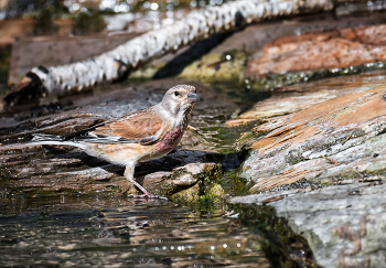 коноплянка.. / на водопое..