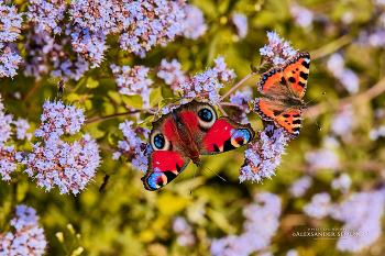 flower party / butterfly gathering in the flower bed in front of the office