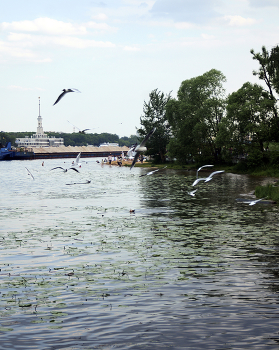 Химкинское водохранилище / июнь 2022