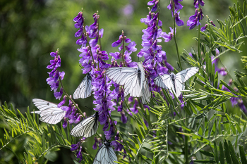 Лето / бабочки , цветы