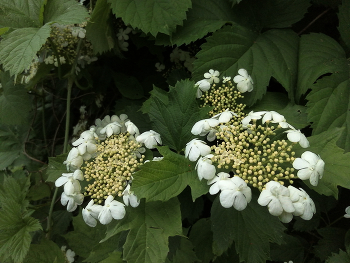 цветет калина / калина цветы