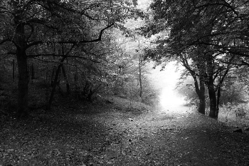 *После дождя** / Снято недалеко от поселка Красная Поляна