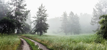 Сильный туман утром.. / В лесу утром, в июне был туман. Дорога слева лесная. Роса на траве на ближнем плане. Когда в природе летом изменения в погоде.. Поляна и три сосны на среднем плане. Сильный туман утром июня.. И там где встречается сосновый и лиственный лес, дубовый...