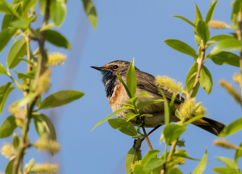 / Варакушка (Luscinia svecica). Самец