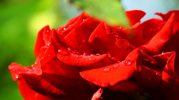 Красная роза / После ночного дождя