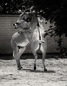 Эти полосатые танцы / ***