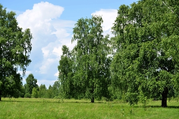 Ах,лето. / Красноярский край