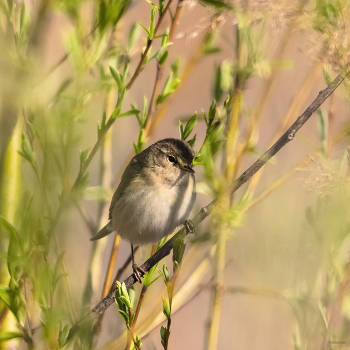 &nbsp; / Пеночка-теньковка (Phylloscopus collybita)