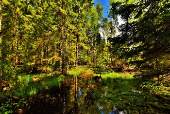 После ночного ливня ... / Лес ...