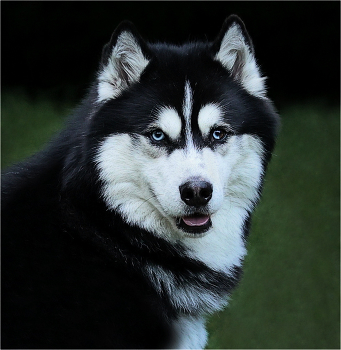 Голубоглазка. / Мимолётная встреча.