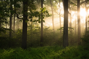 В первых лучах солнца / летнее утро в лесу