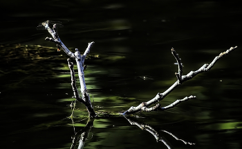 СТРЕКОЗА / ***