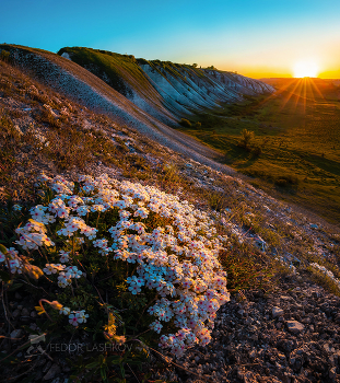 Реликтовые цветы / Цветёт проло́мник Козо́-Поля́нского (лат. Andrósace koso-poljanskii). Эндемик Среднерусской возвышенности. Занесён в Красную книгу России и области.
Цветёт в зоне сниженных альп — реликтовая растительная группировка, произрастающая на меловых и известняковых обнажениях Среднерусской возвышенности. Включает много видов, родственных растениям альпийского пояса гор Западной Европы, Кавказа, Сибири.
Корочанский район. Май, 2022 года. 
Из нового фотопроекта &quot;Земля Белгородская».