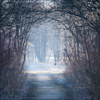 "колибри" / ***
