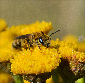 Всю жизнь одна. / Некоторые виды пчел выводят потомство в одиночку, в отличии от привычных нам медоносных плел.