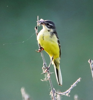 Желтая трясогузка с добычей / Желтая трясогузка с добычей