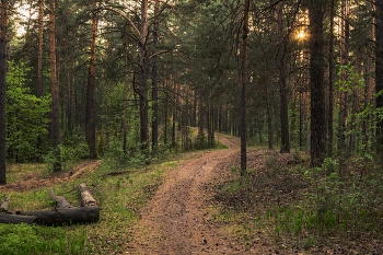 &nbsp; / лесопарк лебяжье,пригород Казани