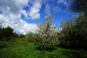 Дикая яблоня. / Лесные яблони на поляне.