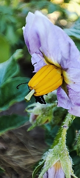 Картошечка цветёт. / " " "