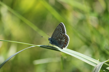 Голубянка / ***