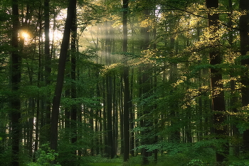Рассвет / Раннее утро в лесу.