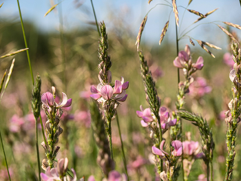 полевые цветы / лето , цветы